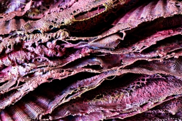 Magenta Detail.jpg