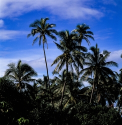 Palmengruppe.jpg