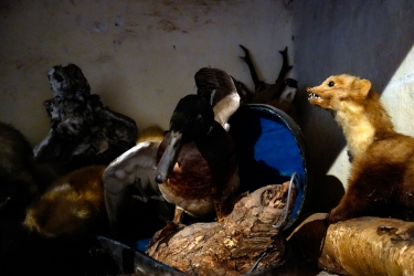 Marder & Ente.jpg