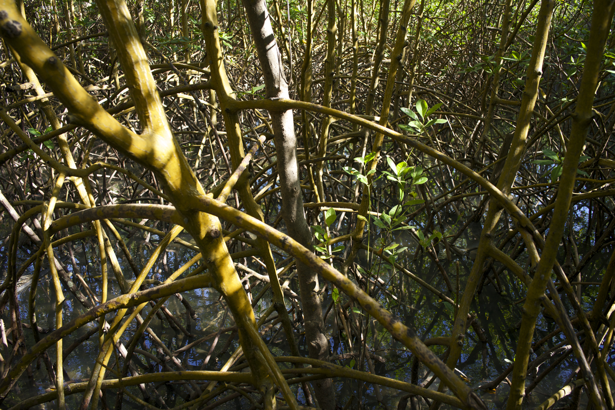 Mangrove air roots